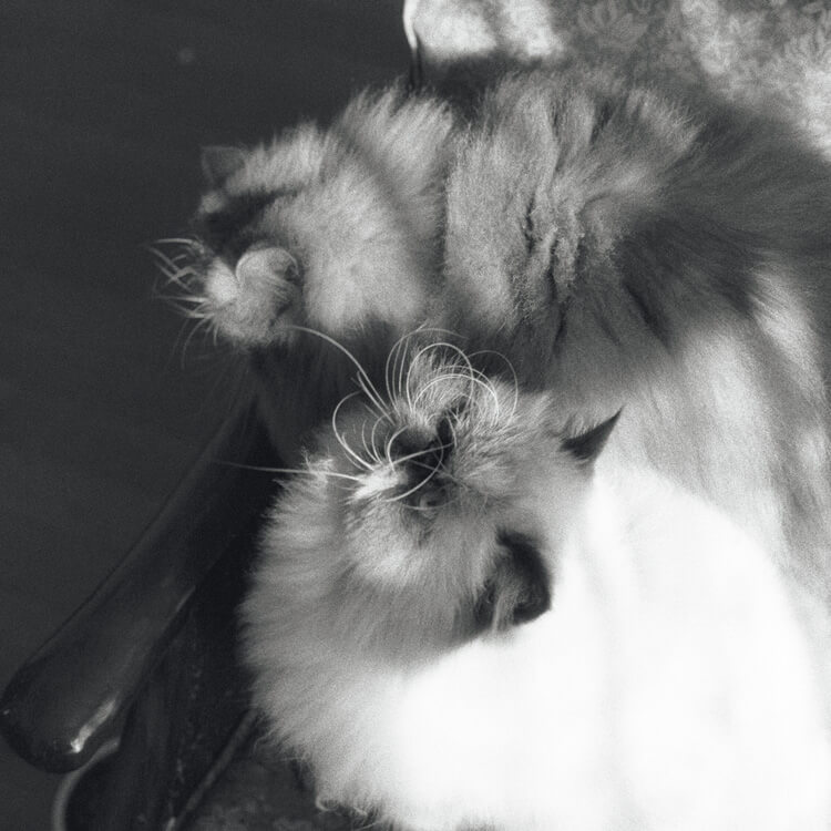 猫のツブテとサヨ