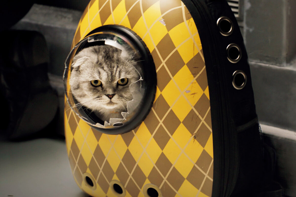 映画『ARGYLLE／アーガイル』