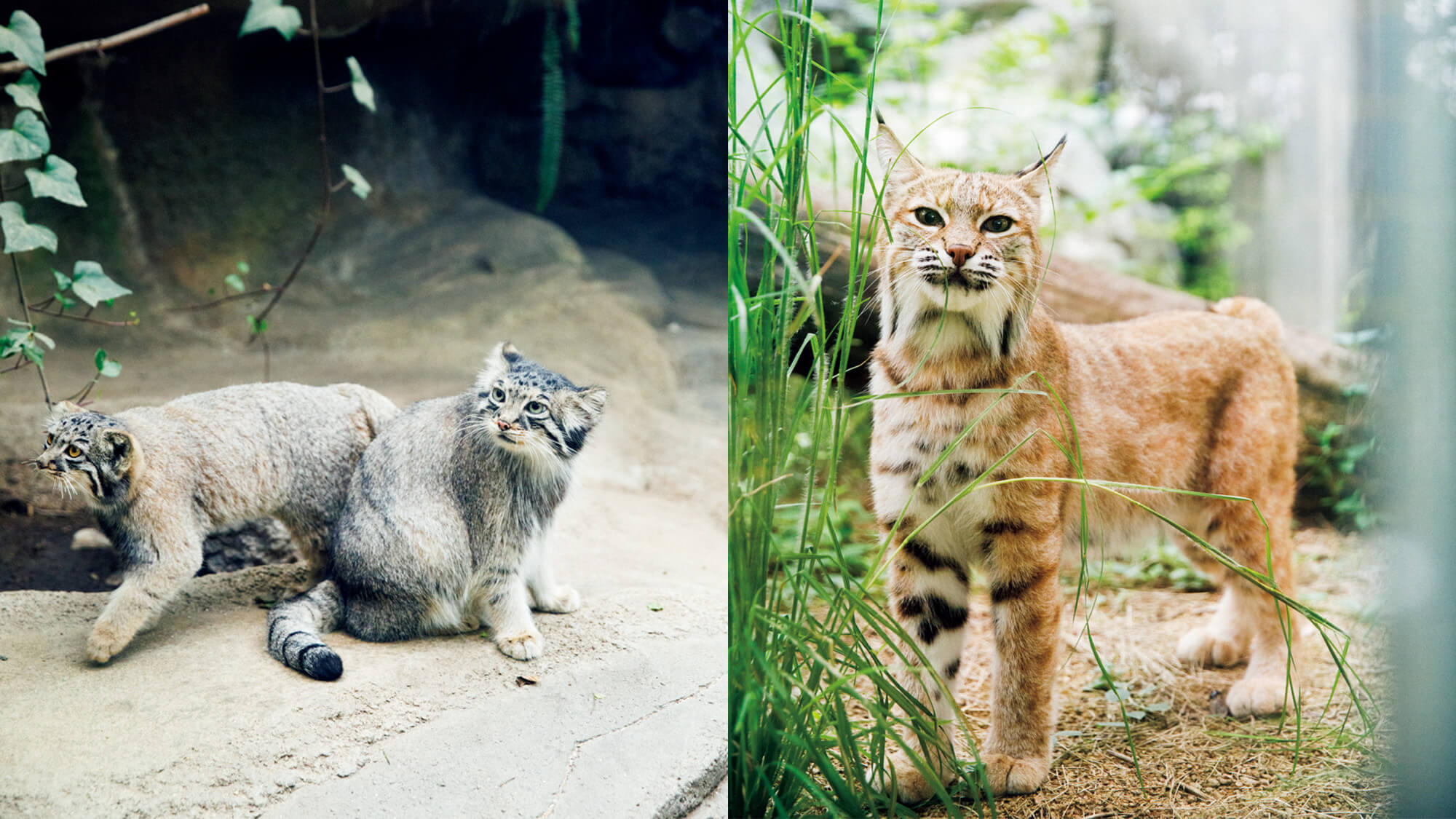 マヌルネコ、ボブキャットetc.今、猫好きが熱い視線を送る“ネコ科動物