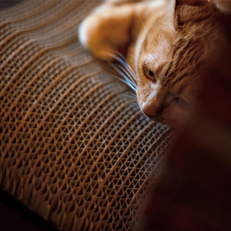 なぜ人は猫になりたがるのか