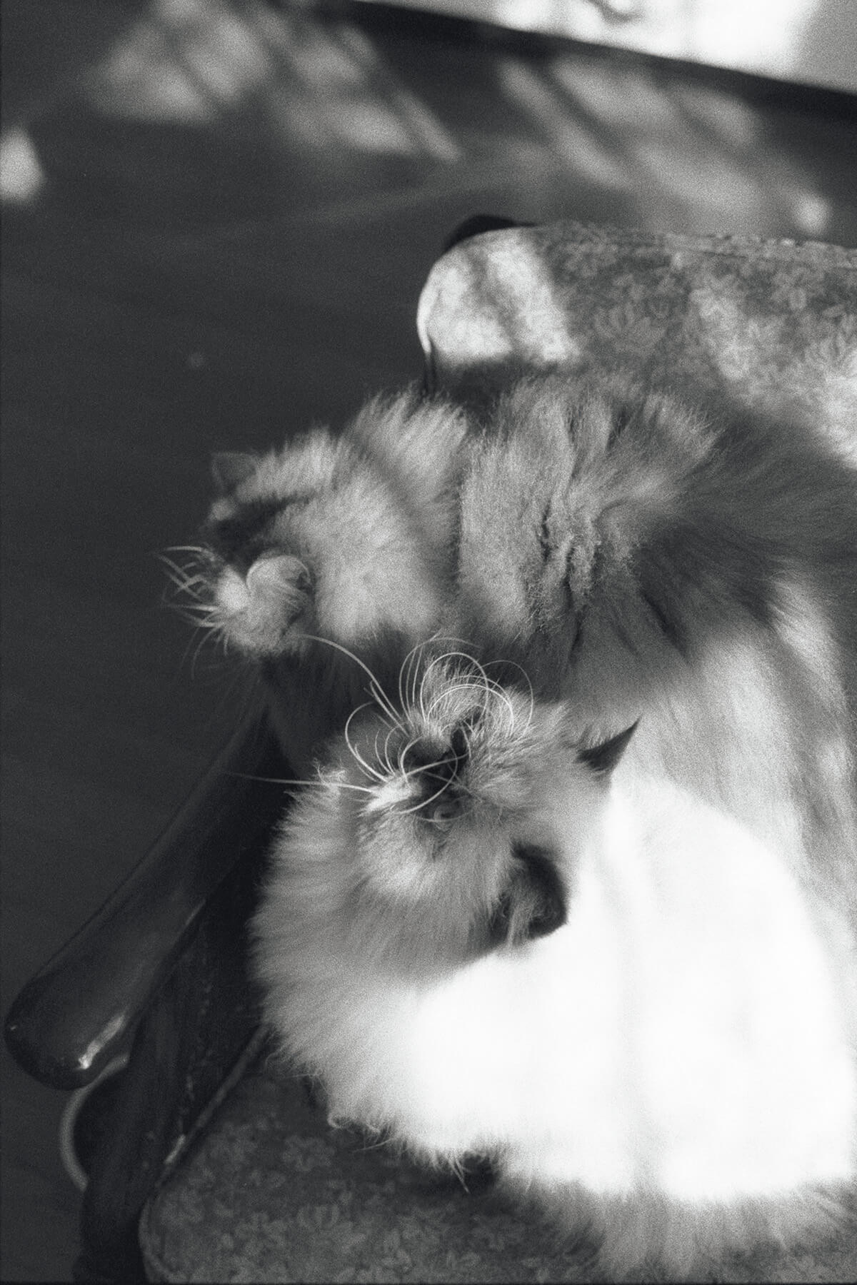 猫のツブテとサヨ