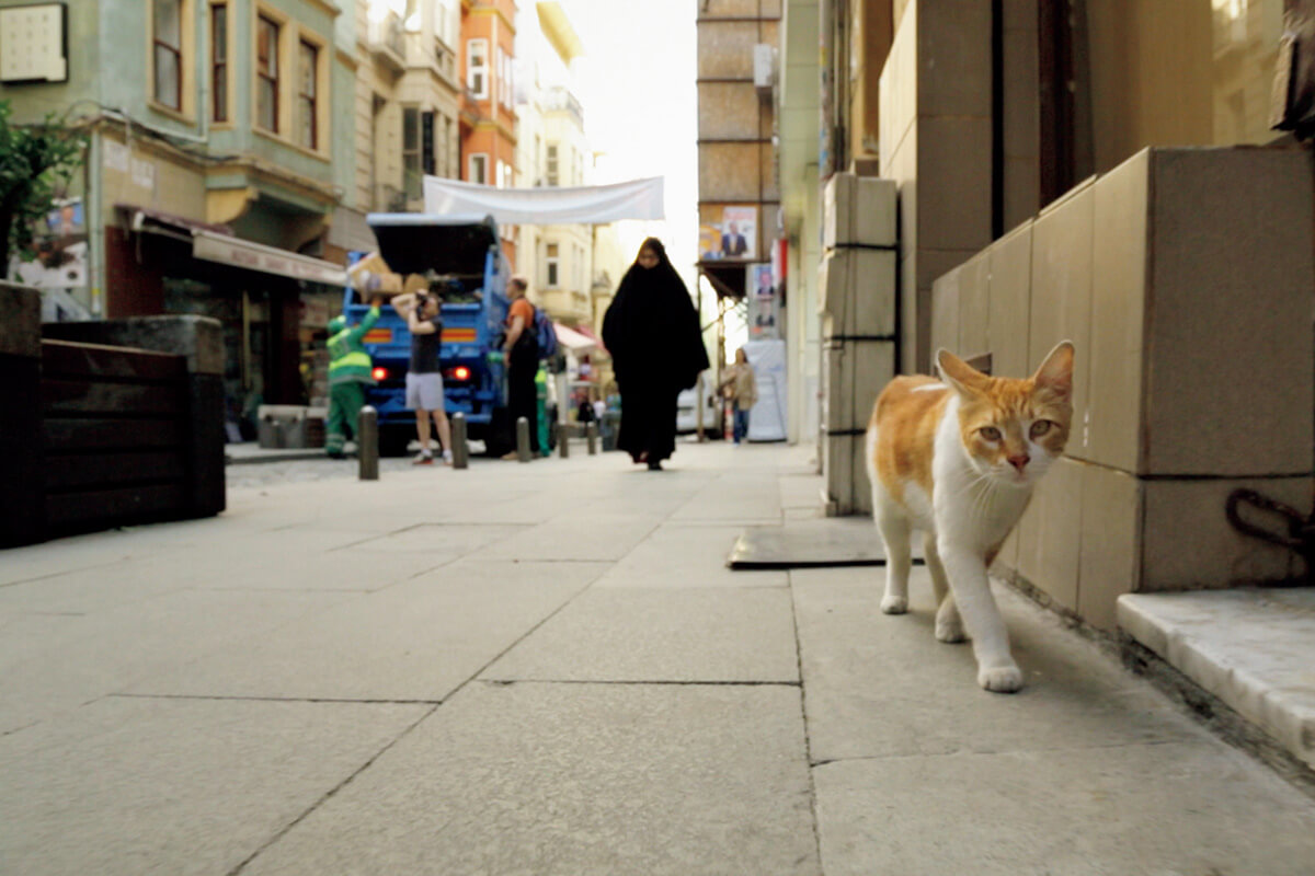 映画『猫が教えてくれたこと』