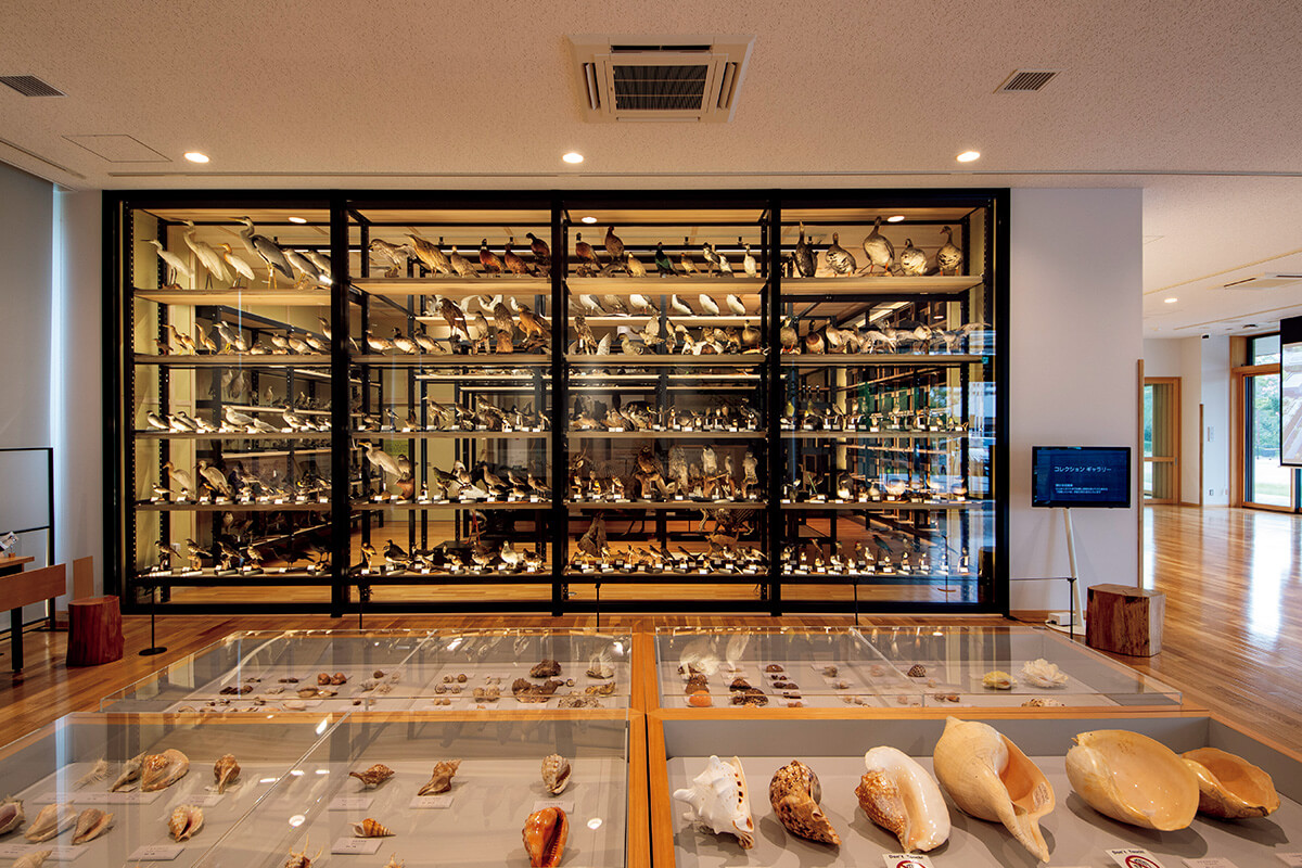 兵庫〈兵庫県立人と自然の博物館〉新収蔵庫棟「コレクショナリウム」