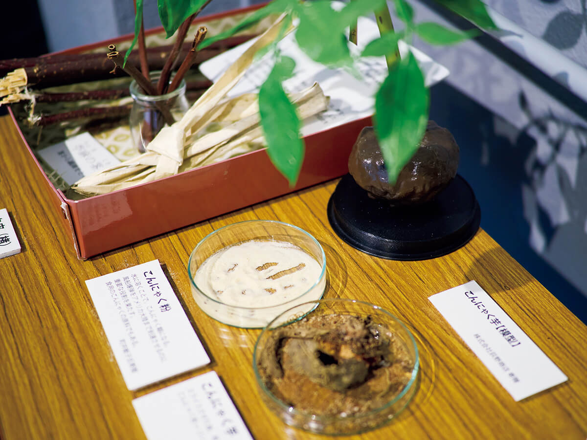 神奈川〈明治大学平和教育登戸研究所資料館〉コンニャクイモ