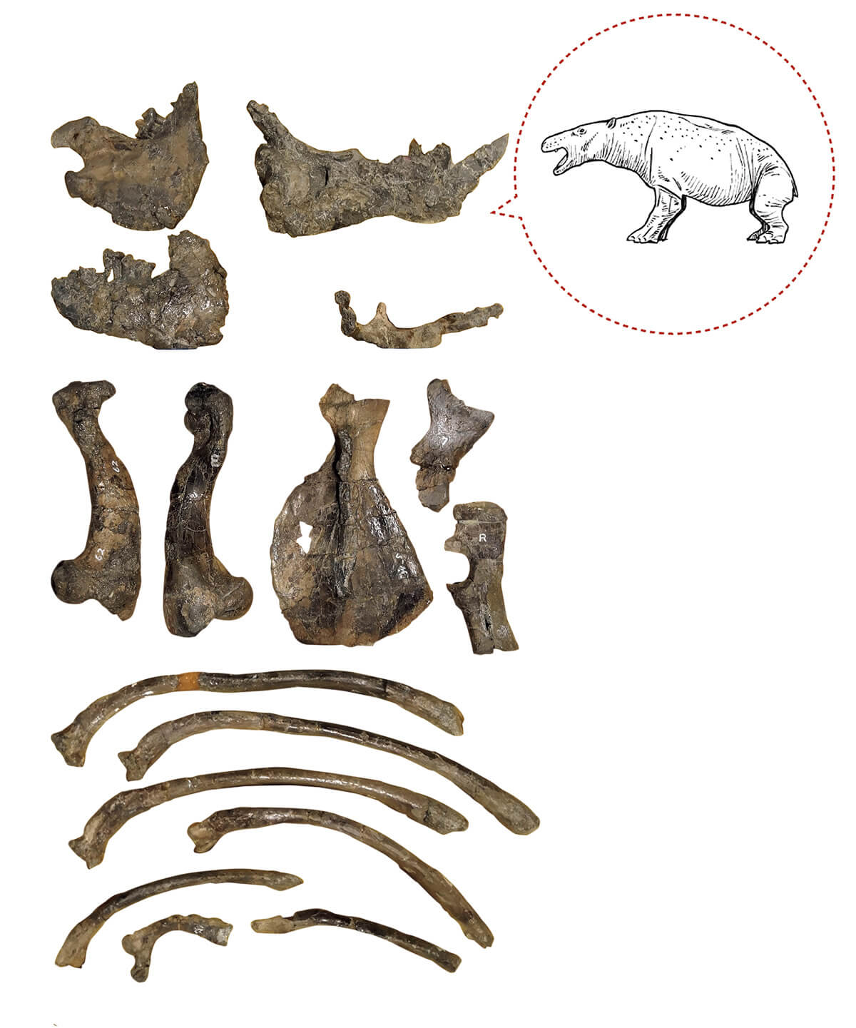 1976年に発見されたアショロアの実物化石