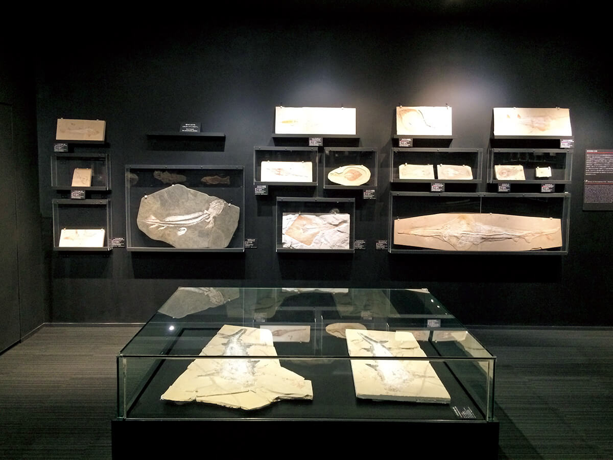 東京〈城西大学水田記念博物館 大石化石ギャラリー〉内観