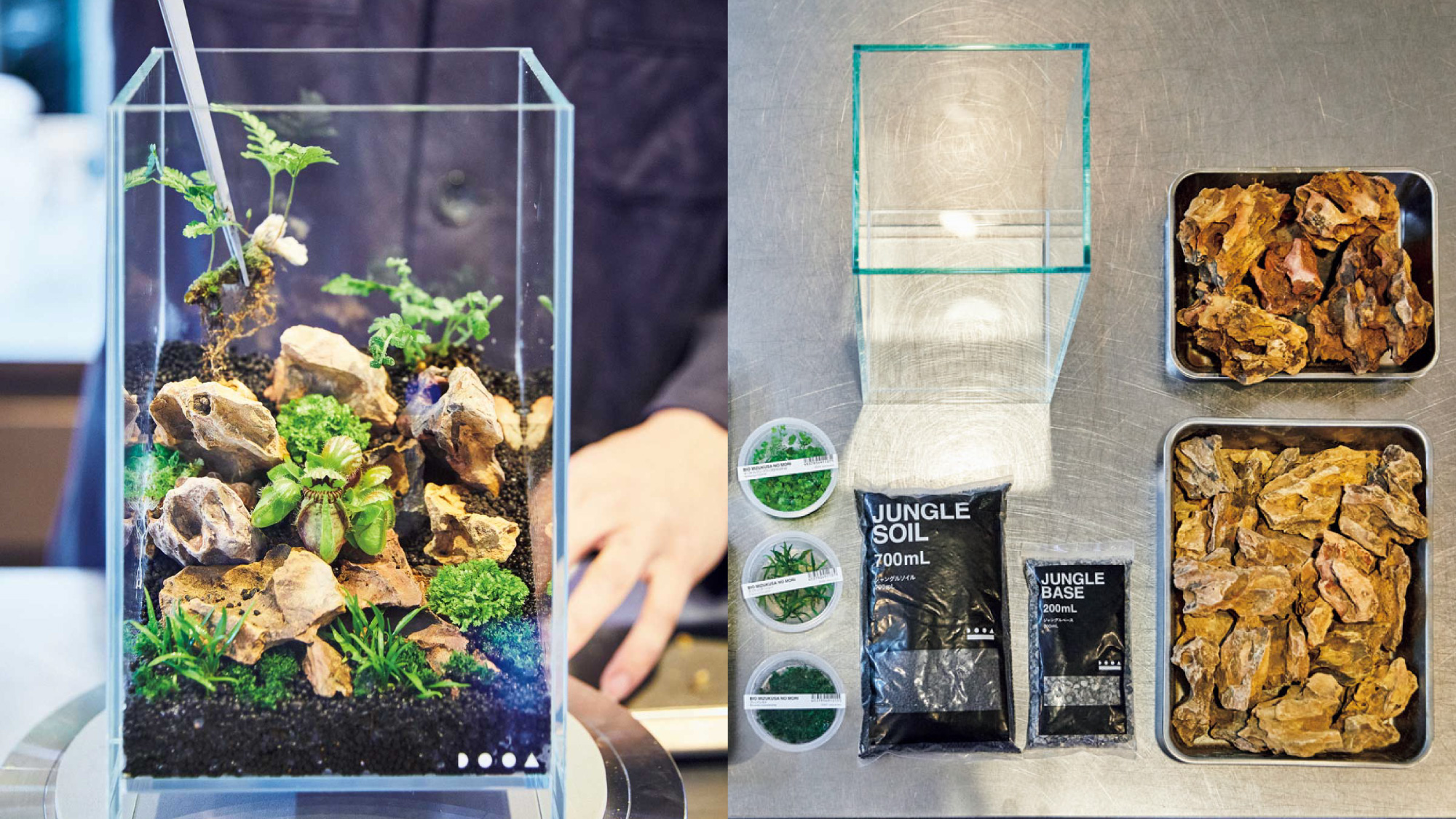 水槽に熱帯雨林の景色を作り、愛でる。LED栽培の愉しみかた