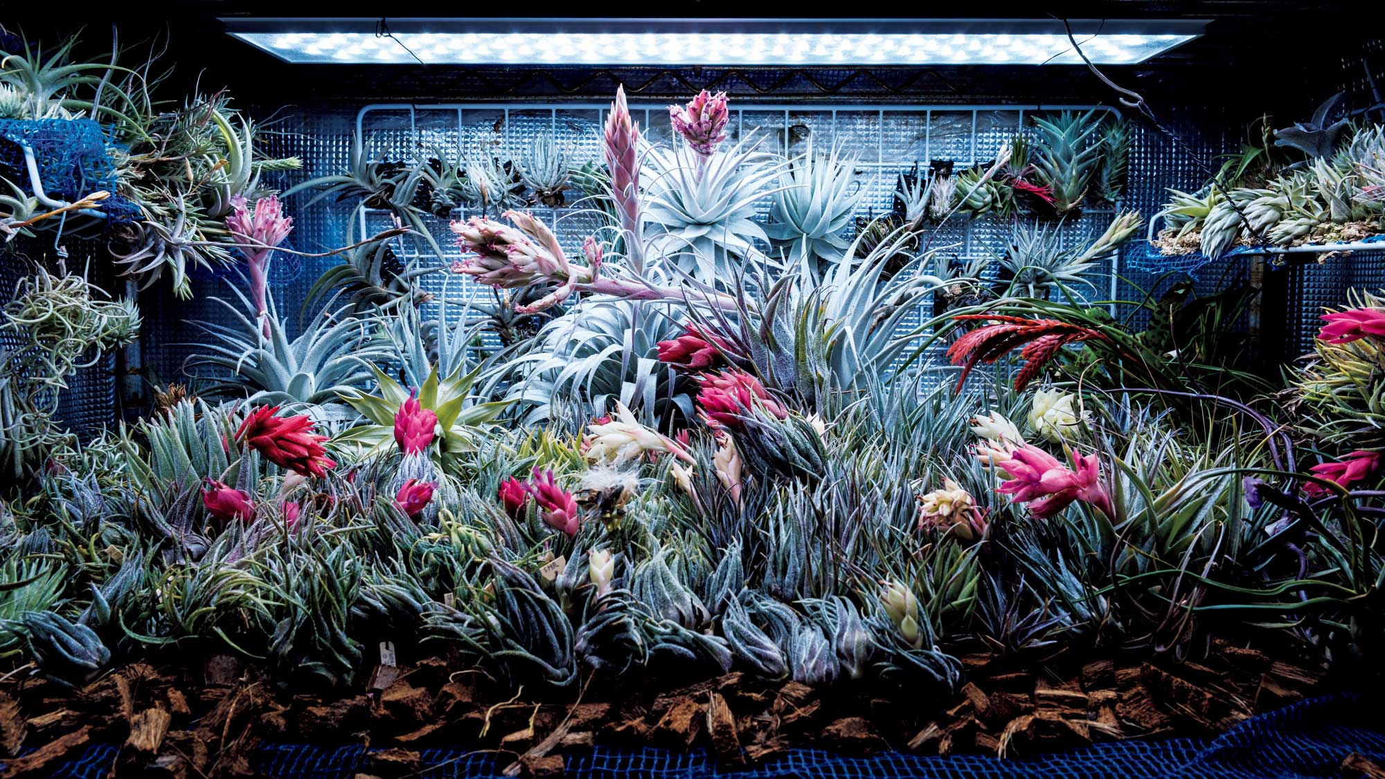 適度な温度と室温で、難物も絶好調に？LED栽培の愉しみかた