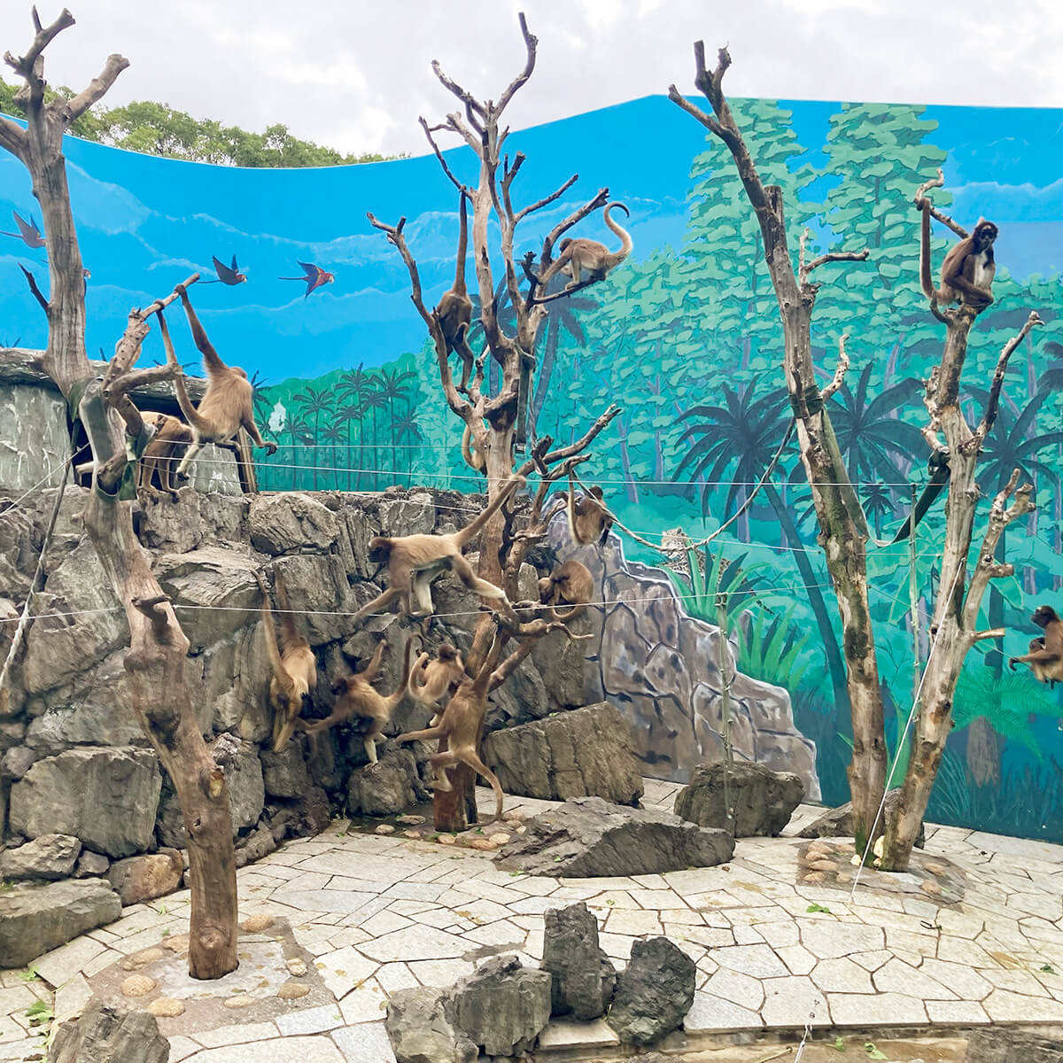 北葛西〈江戸川区自然動物園〉クモザル