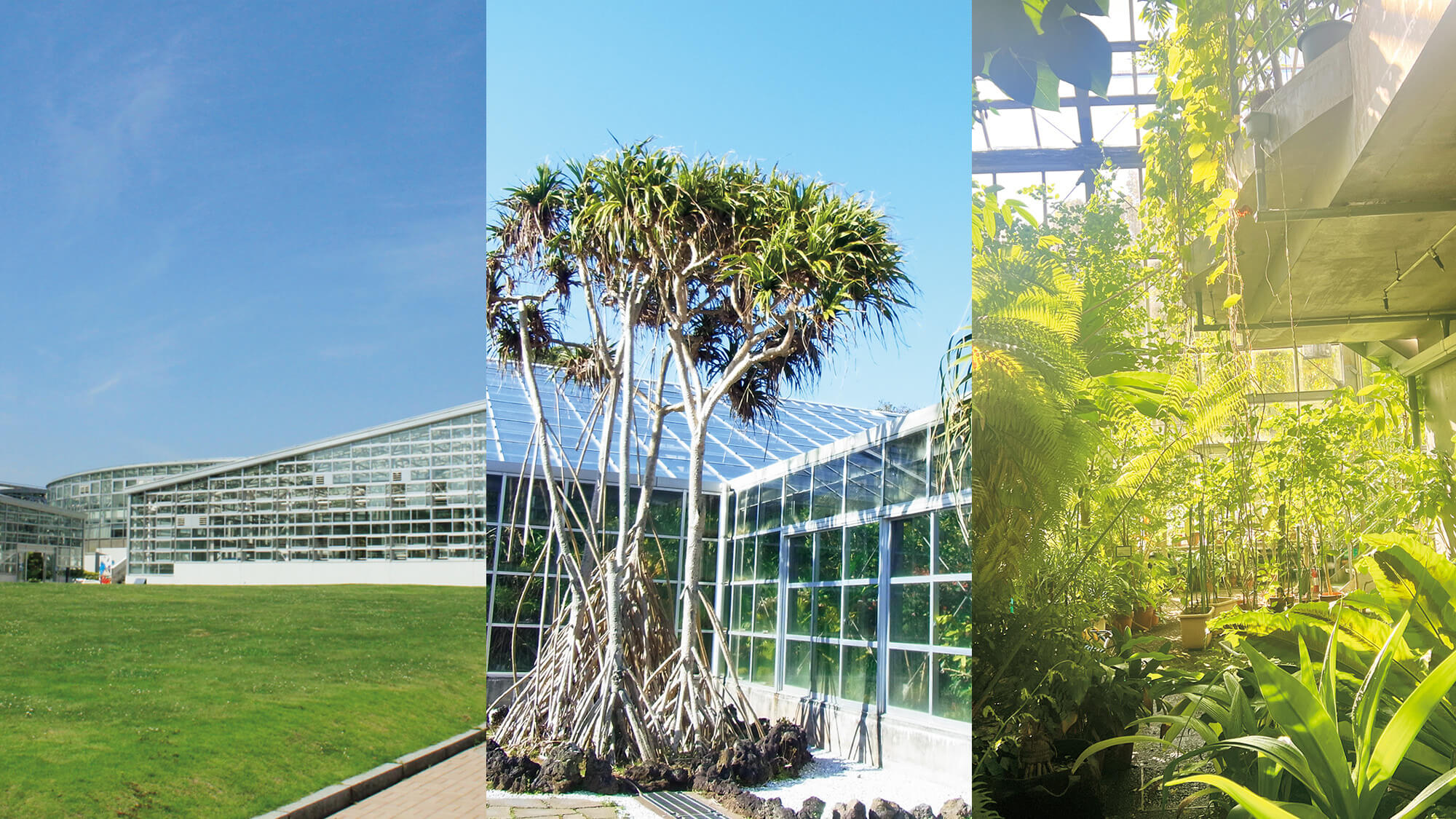 植物との出会いと空間としての魅力。棲みつきたいと思える温室3選