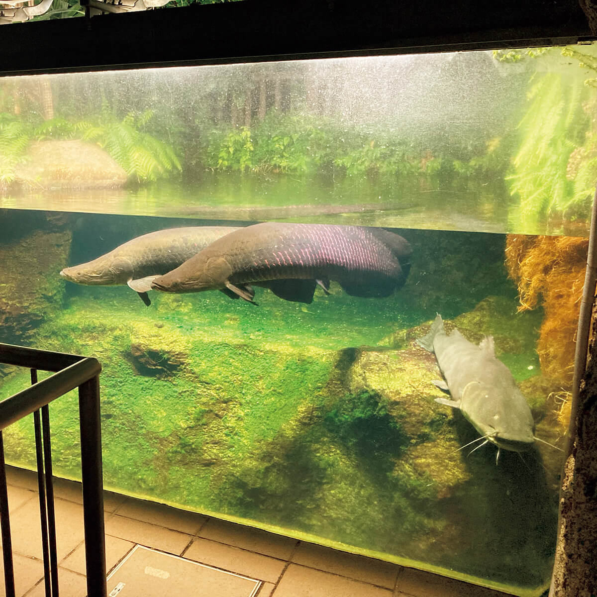 東京〈足立区生物園〉水槽