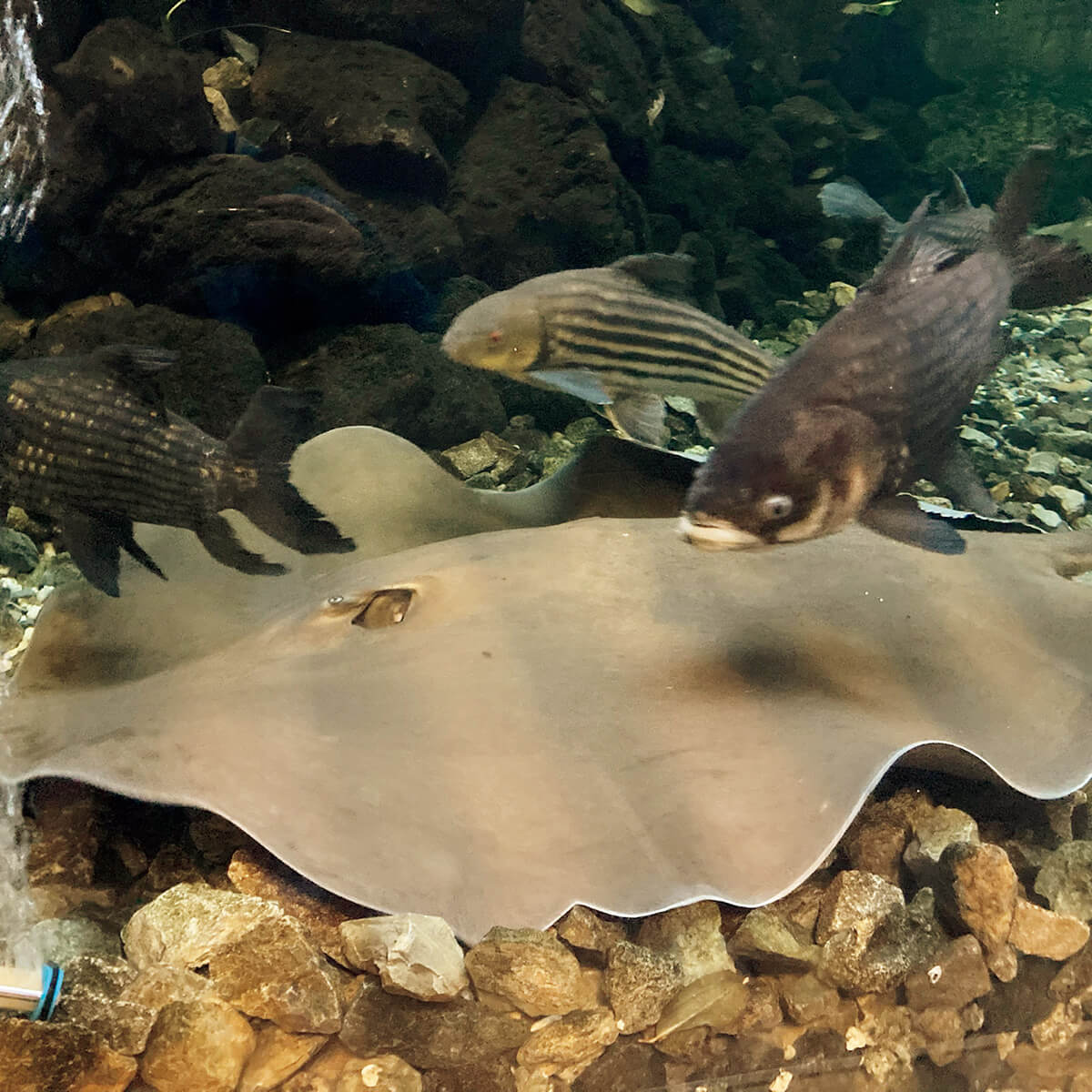 高島平〈板橋区立 熱帯環境植物館〉エイ