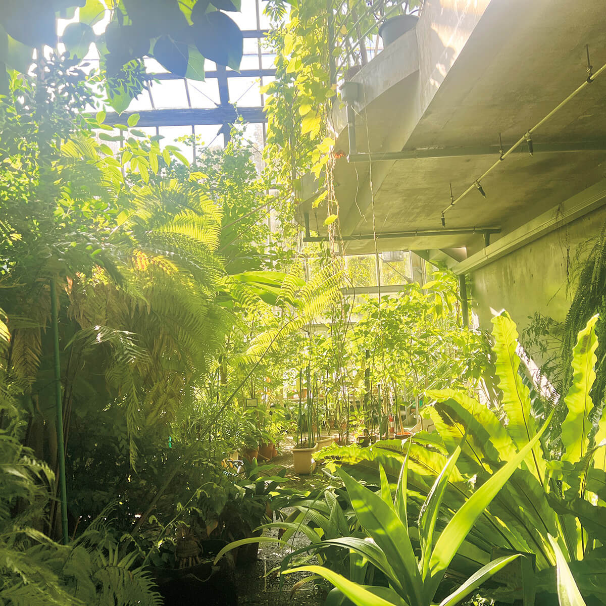 町田〈昭和薬科大学薬用植物園〉温室内