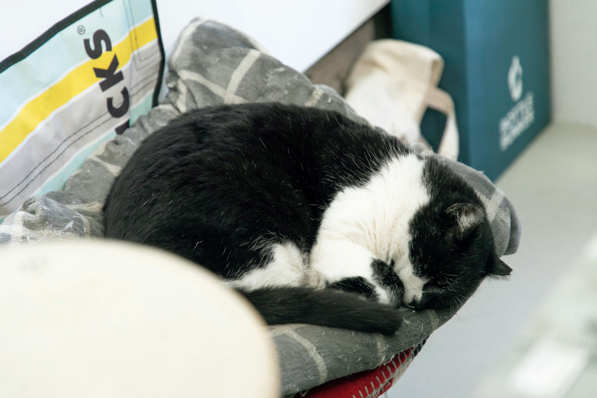 保護猫