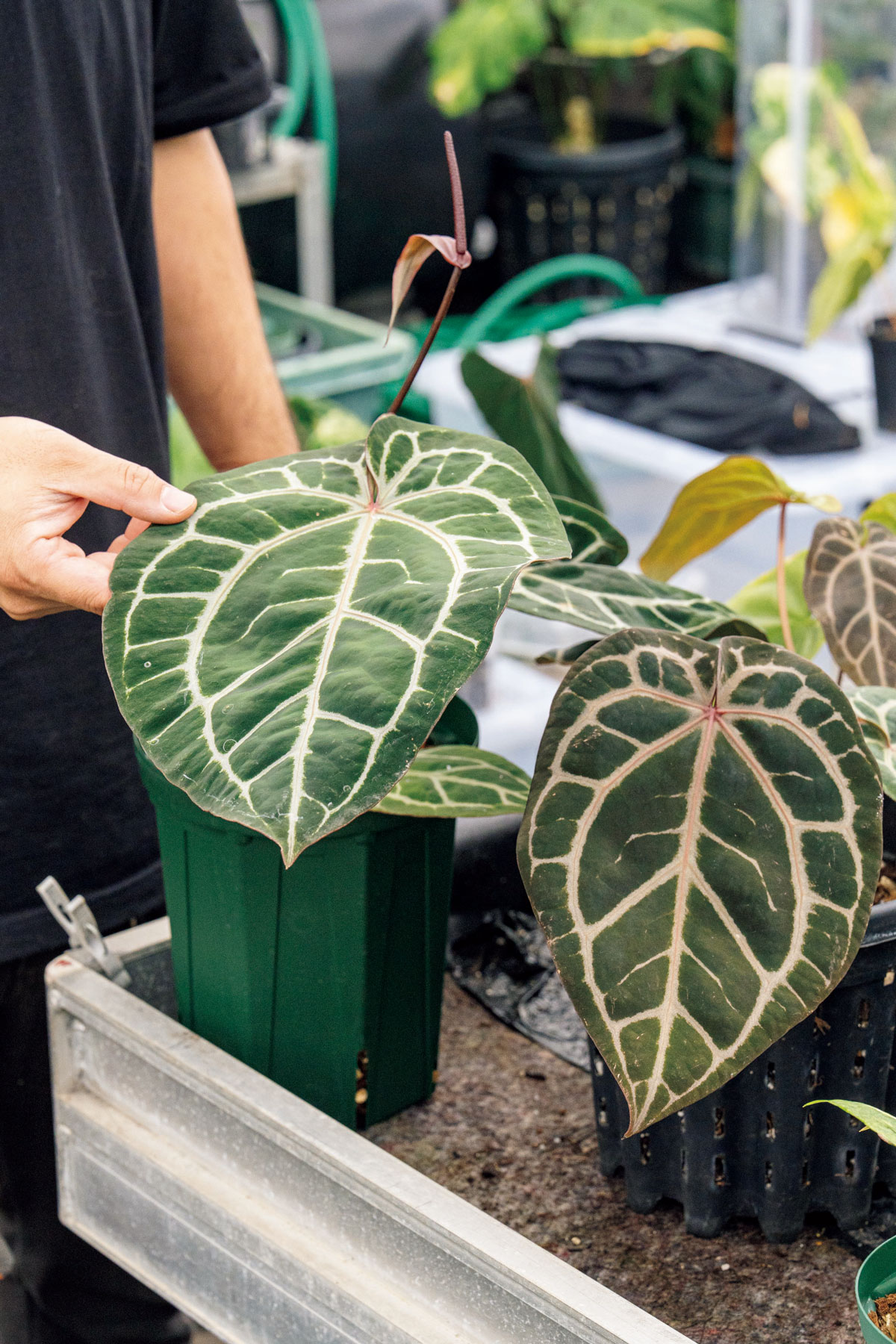 アンスリウム 'ミシェル'