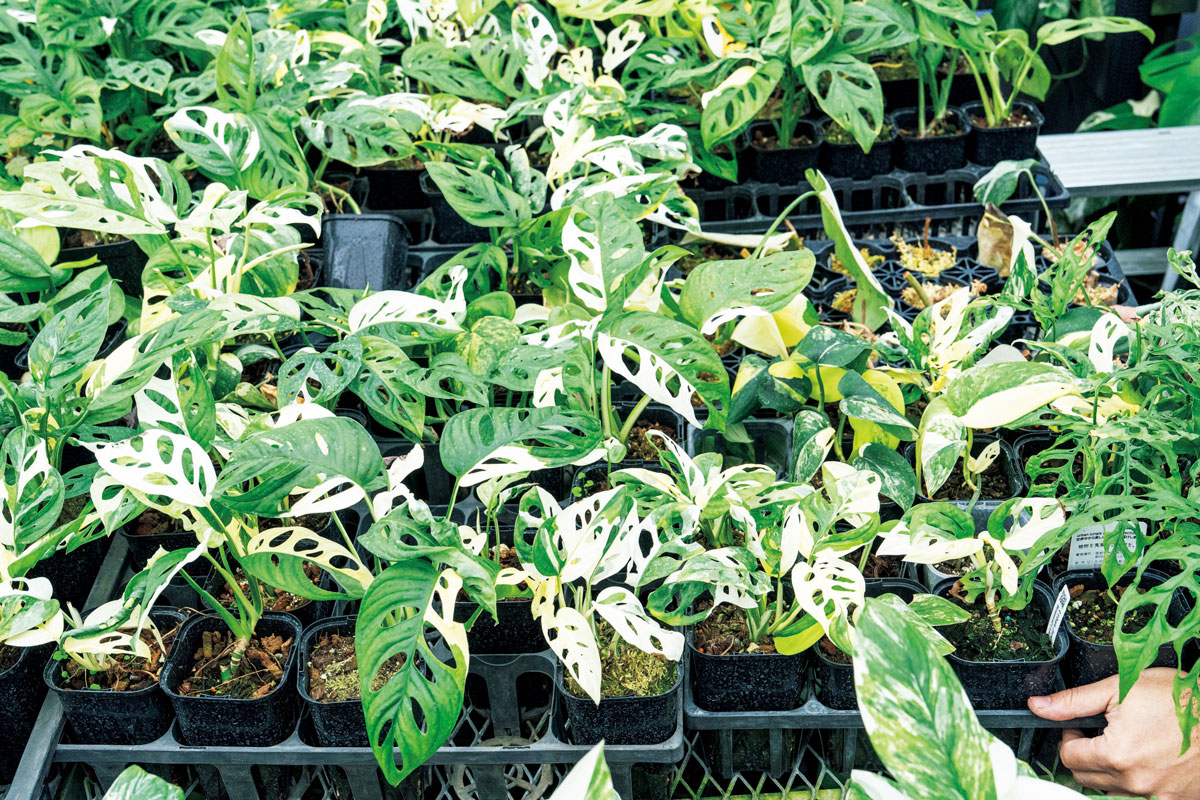 マドカズラ '白斑'