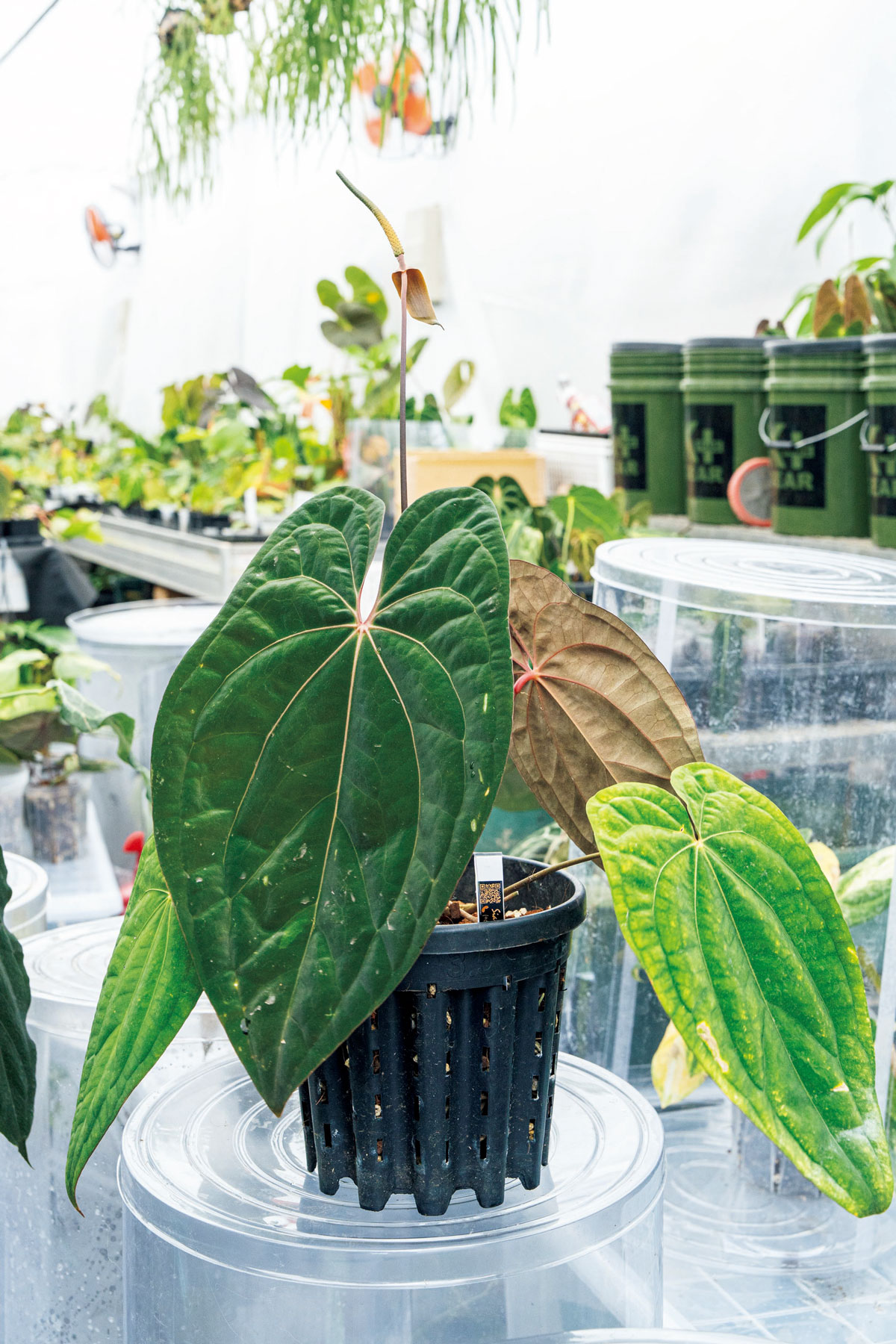 アンスリウム 'レッドヴェインダークフェニックス'