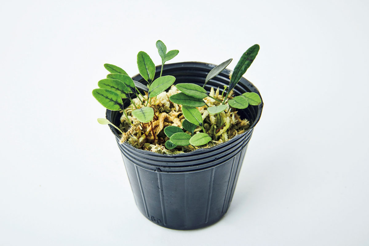 セリグエア ヘルウィギー