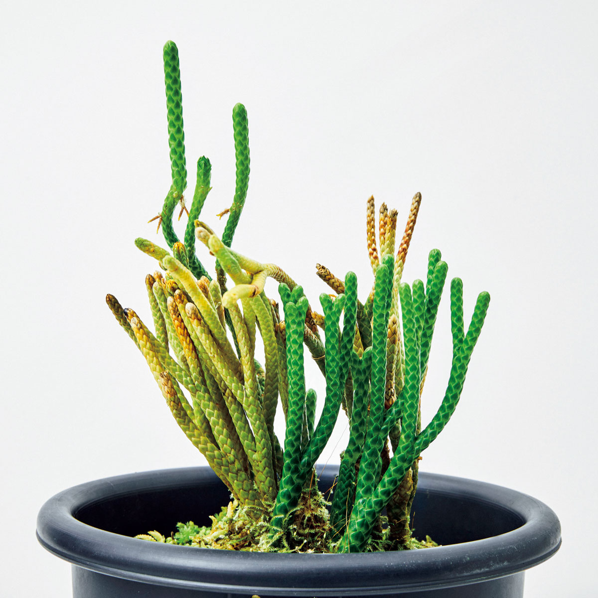 フペルジア不明種