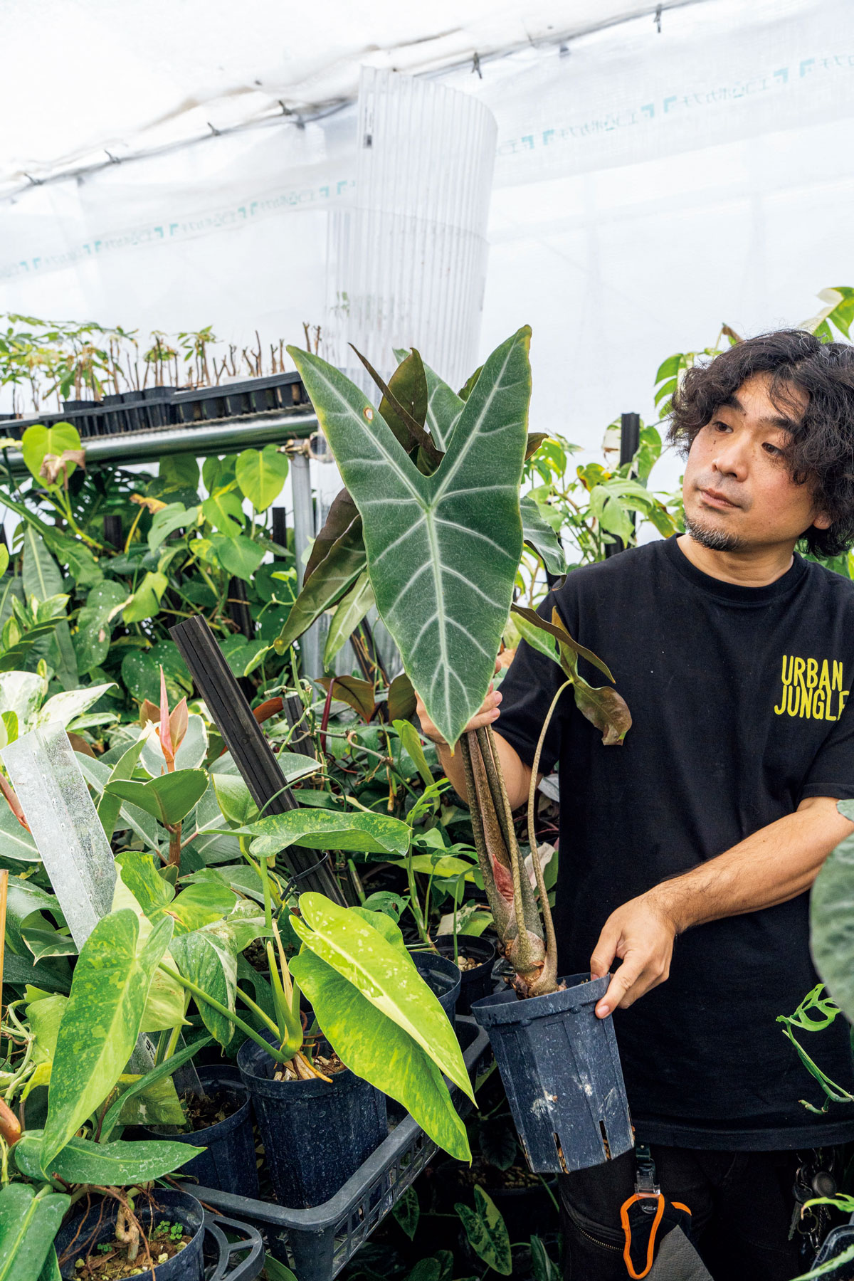 アロカシア不明種