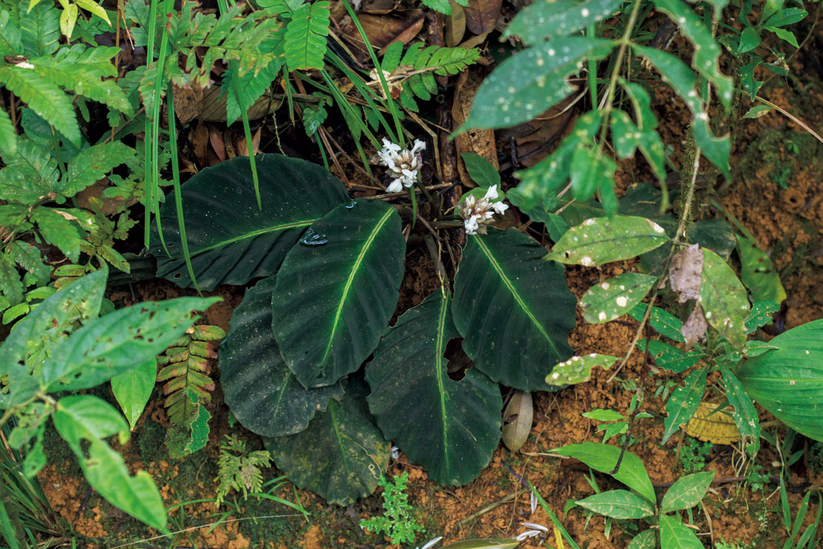 ゲッペルチア ドレスレリ