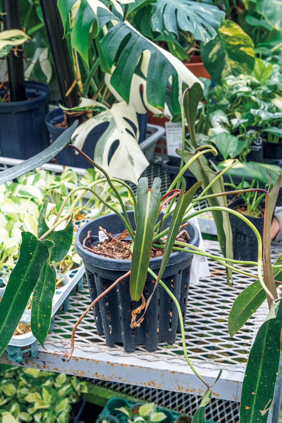 フィロデンドロン スピリトゥスサンクティ