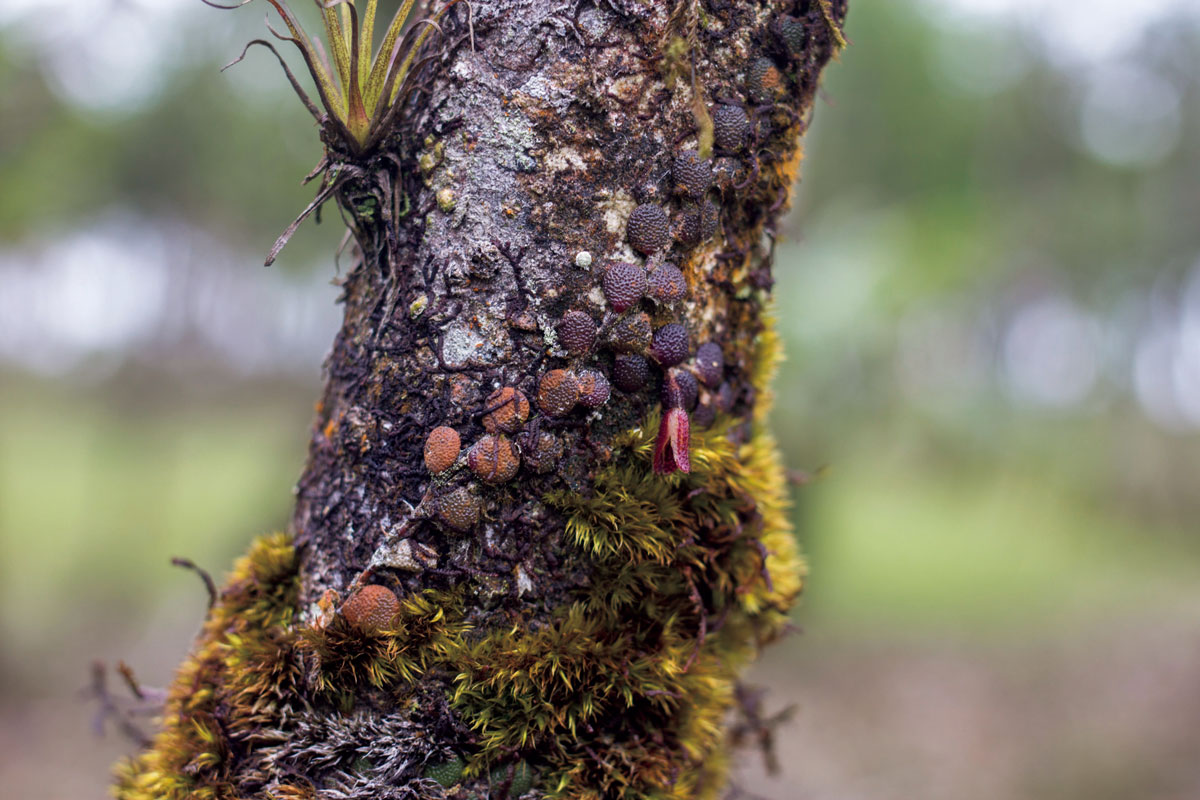 フロエオフィラ ペペロミオイデス