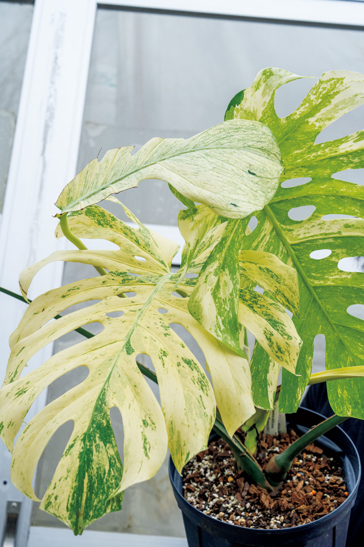 モンステラ デリシオサ 'ホワイトモンスター'