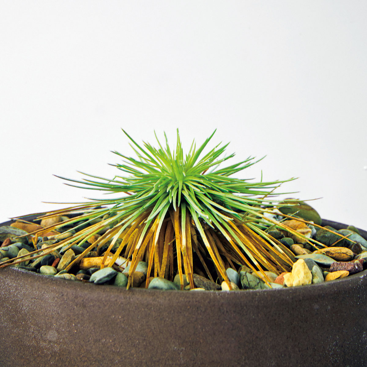 シンゴナンサス不明種“ペドラスター”