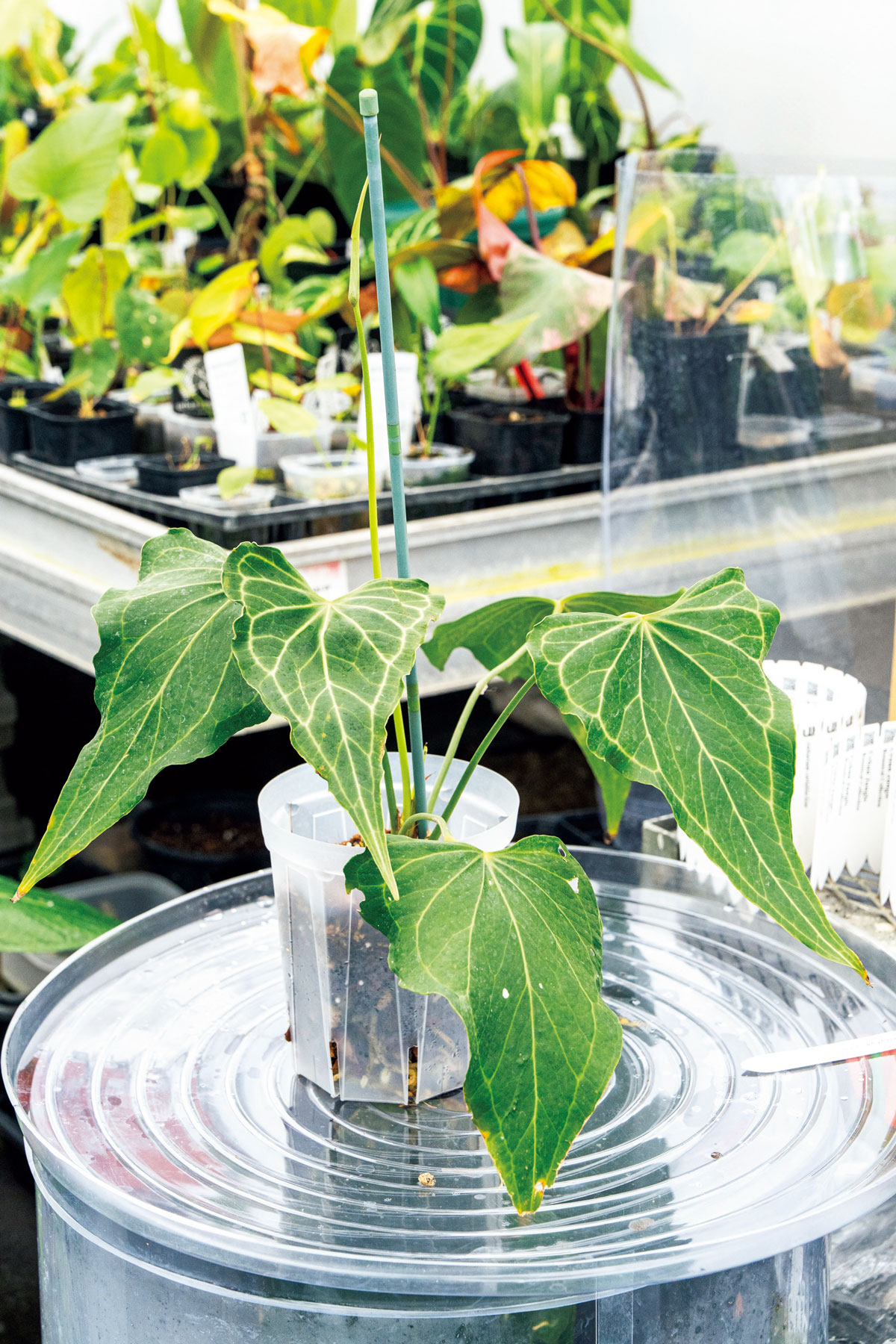 アンスリウム 'デルタフォース'