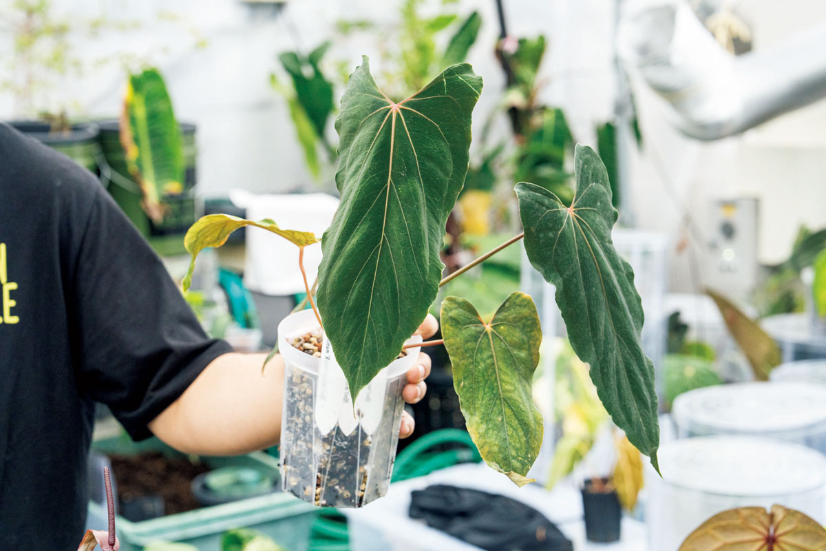 アンスリウム パピリラミナム 'ラルフライナム'