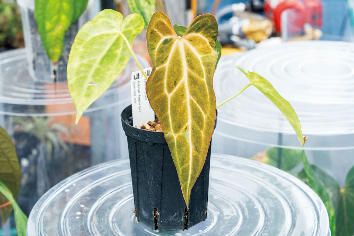 アンスリウム 'パンプキンスパイス'