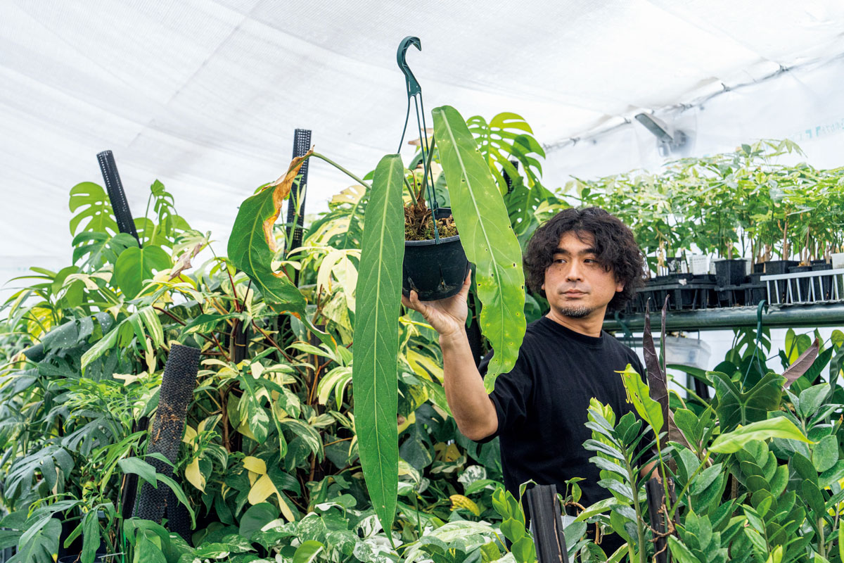 アンスリウム ペンデュリフォリウム