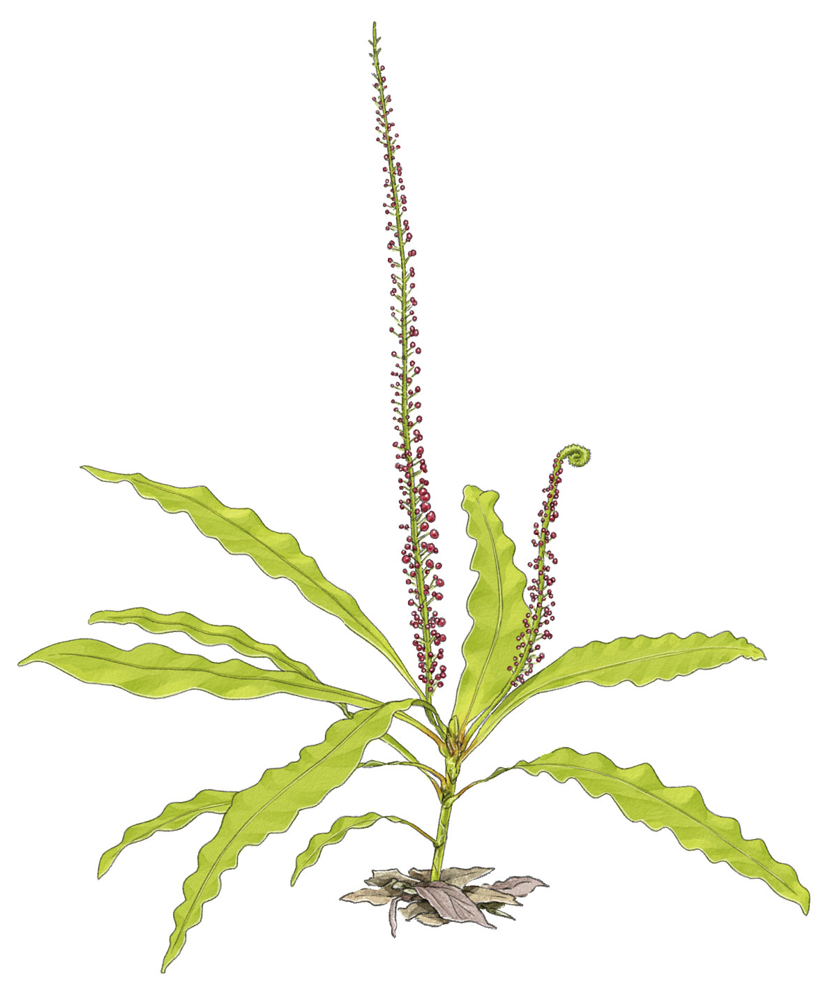 植物探検家・長谷圭祐のいつか見たい、幻の草 | ブルータス| BRUTUS.jp