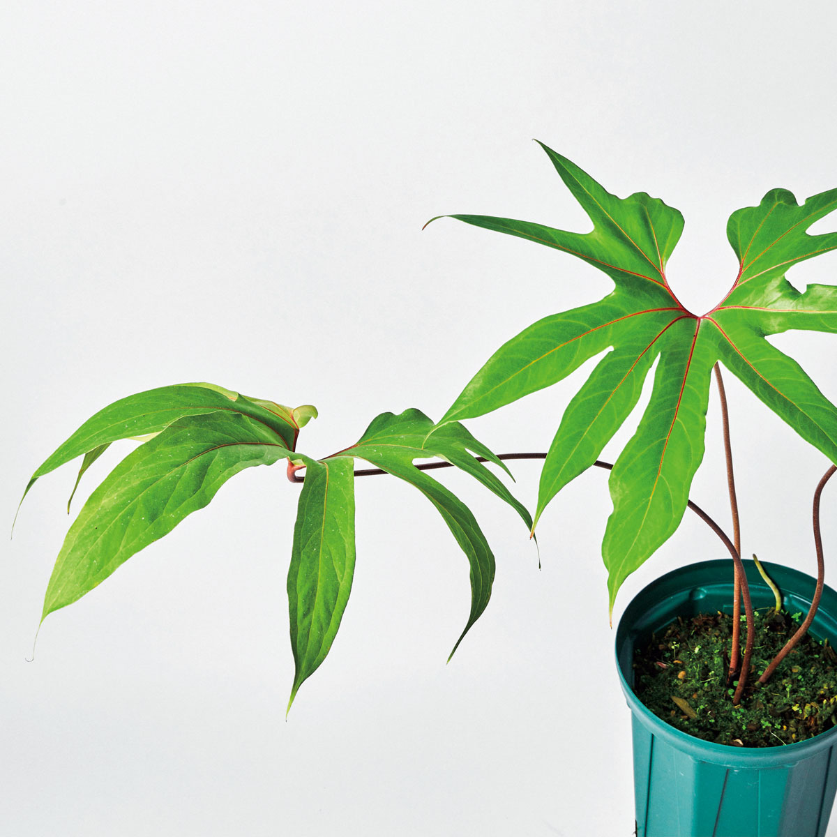 アンスリウム ペダツム