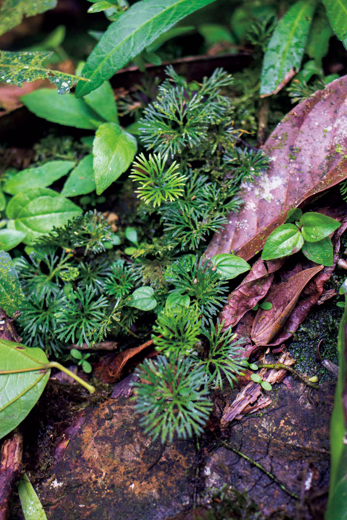 エラフォグロッサム ペルタツム標準型