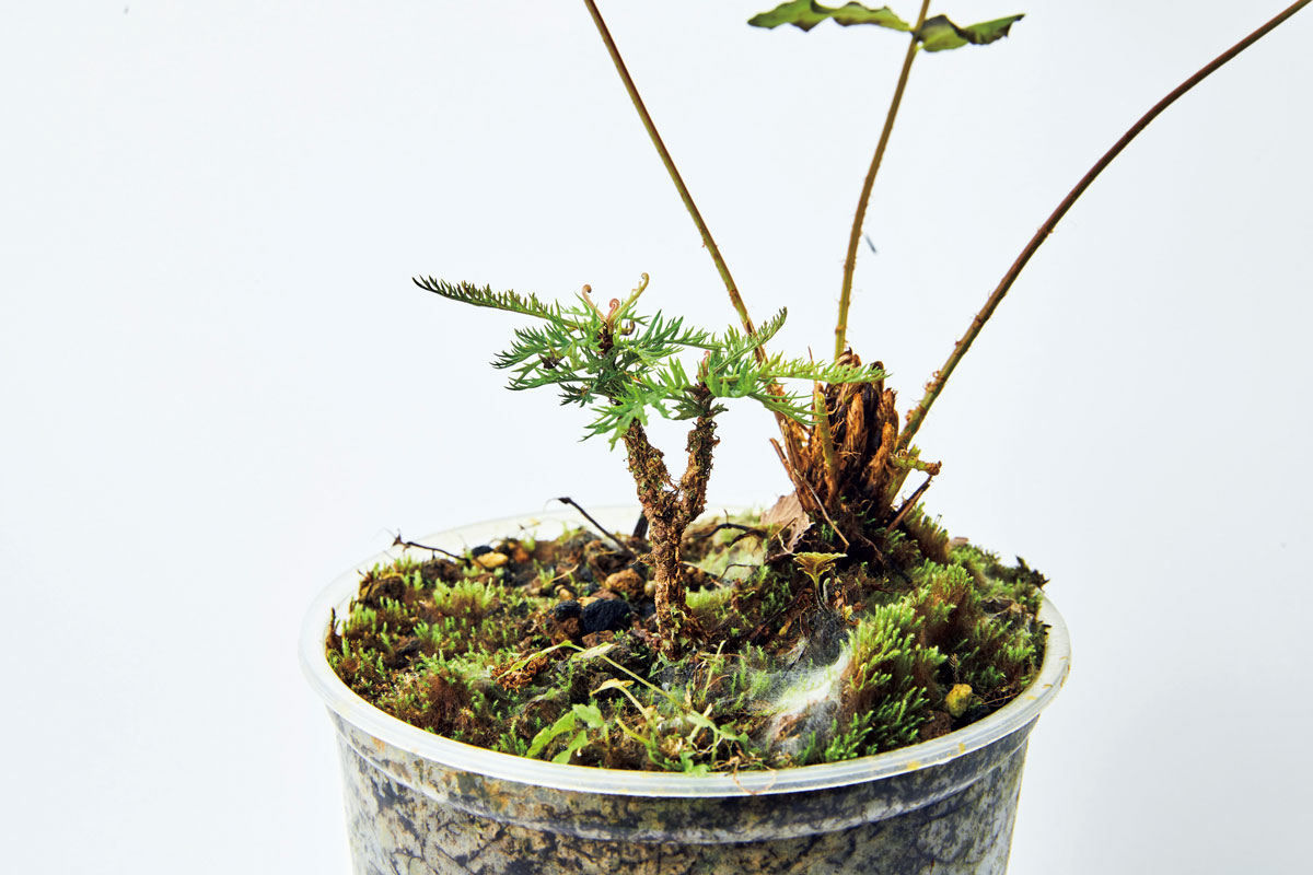 ディスコカリクス ディスセクタ