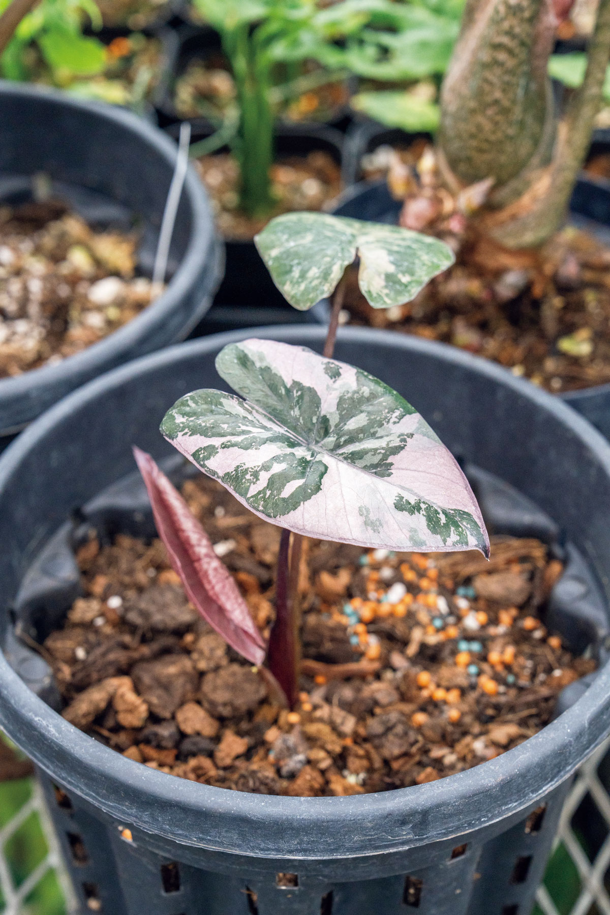 アロカシア 'セレンディピティ斑入り'