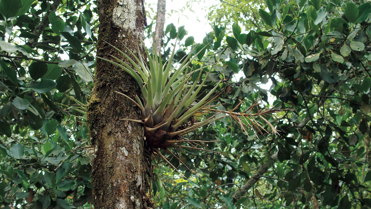 ティランジア ヘテランドラ