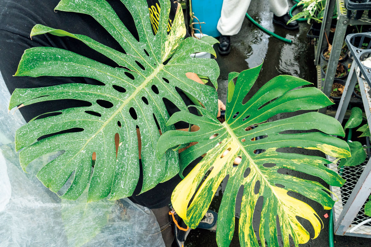 モンステラ デリシオサ '黄斑'