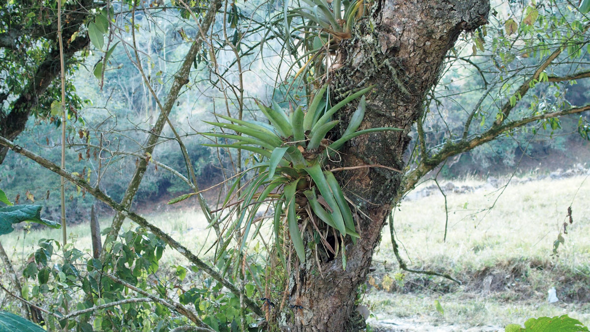 ティランジア コンプラナータ