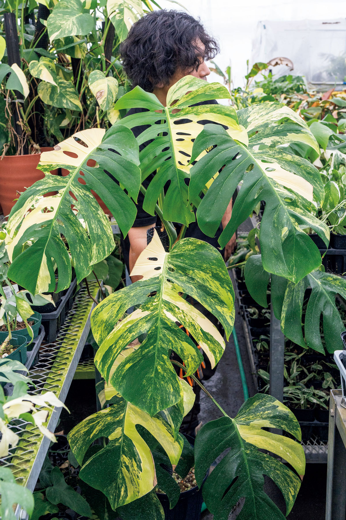 モンステラ ボルシギアナ '黄斑'