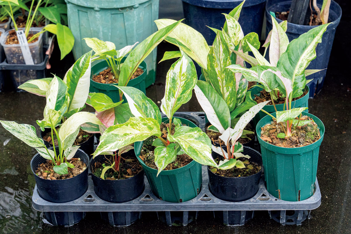 アンスリウム フーケリーハイブリッド