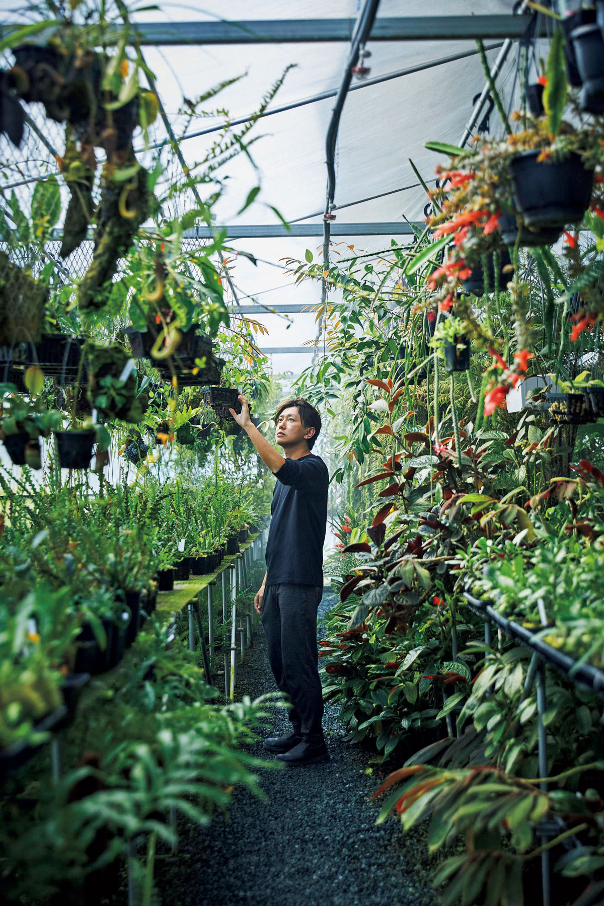伊藤蟻植物農園