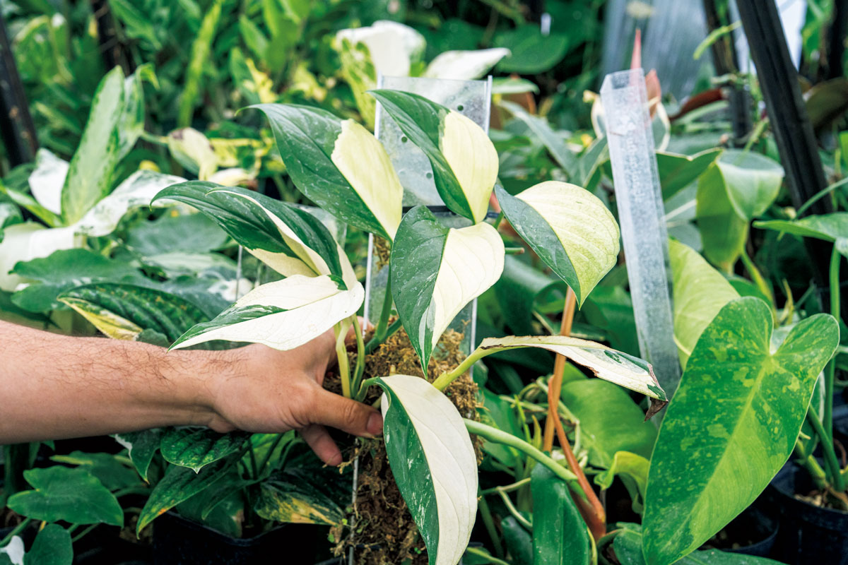 モンステラ アカコヤグエンシス斑入り