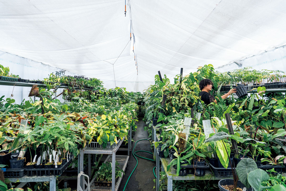 モンステラ中心の第1温室