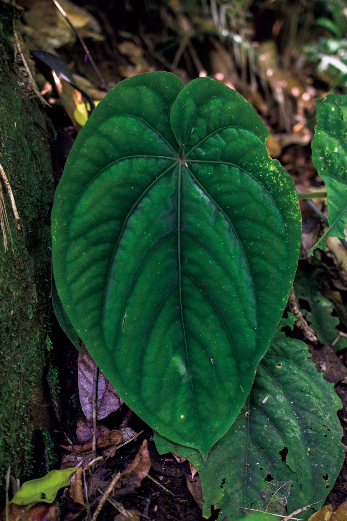 アンスリウム ドレスレリ
