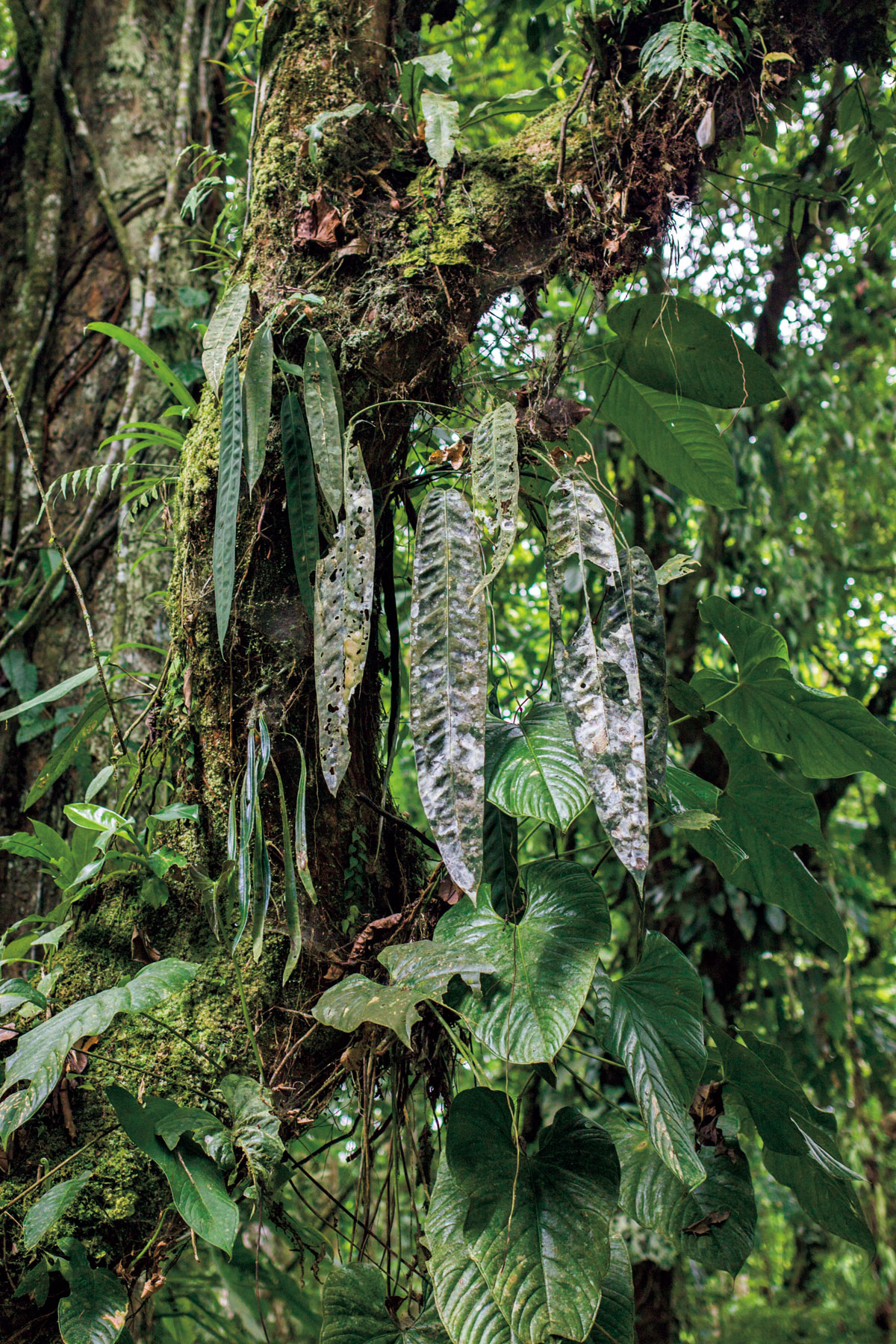 アンスリウム ウェンドリンゲリ