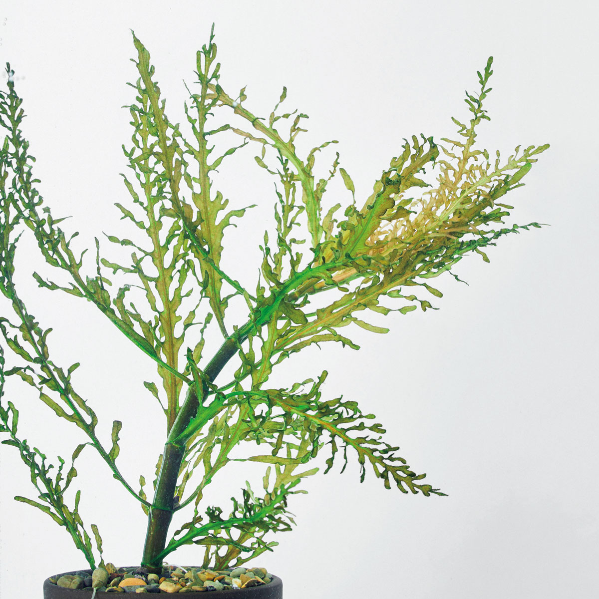 ハイグロフィラ オドラ