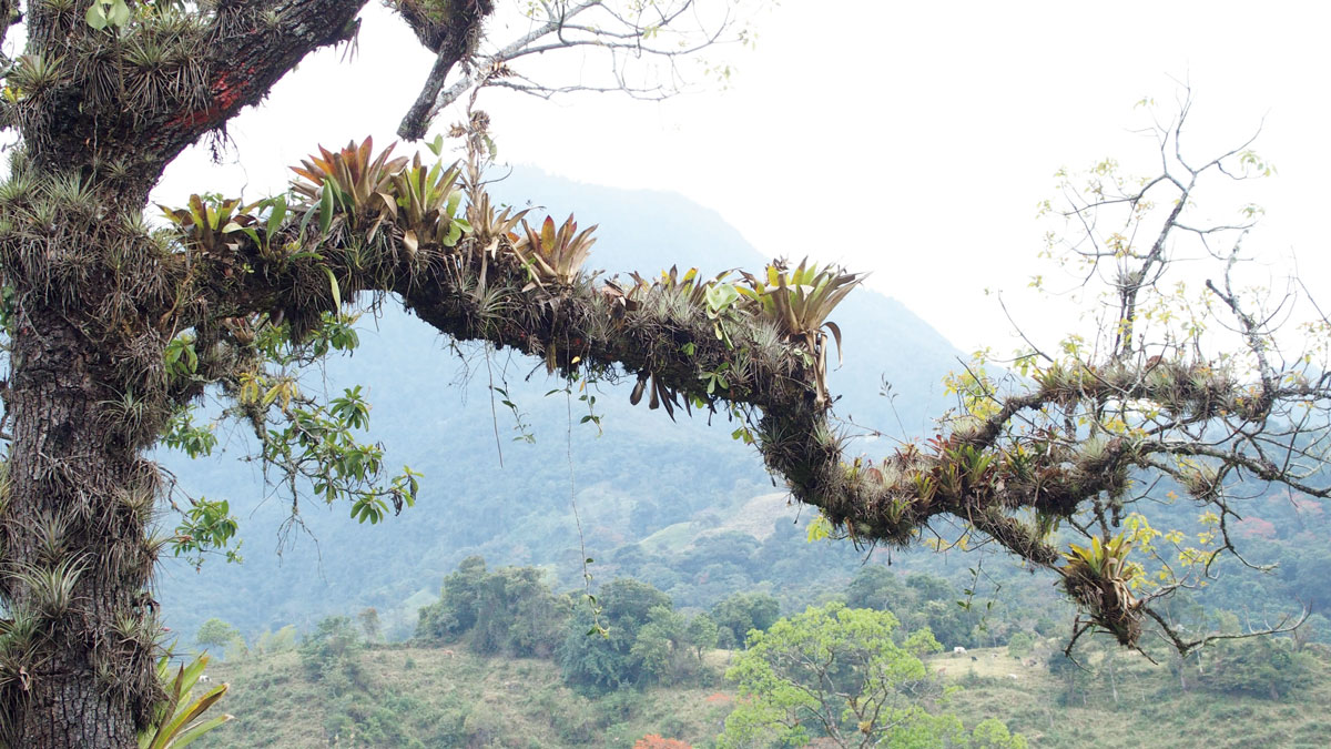 ティランジア ミリアンサ